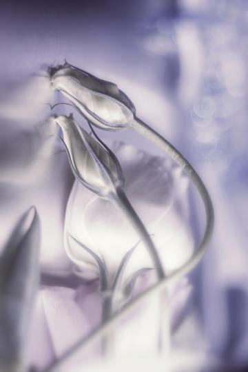 500亿龙头创历史新高！《哪吒2》引爆，美国一票难求！预测票房登顶全球动画电影！