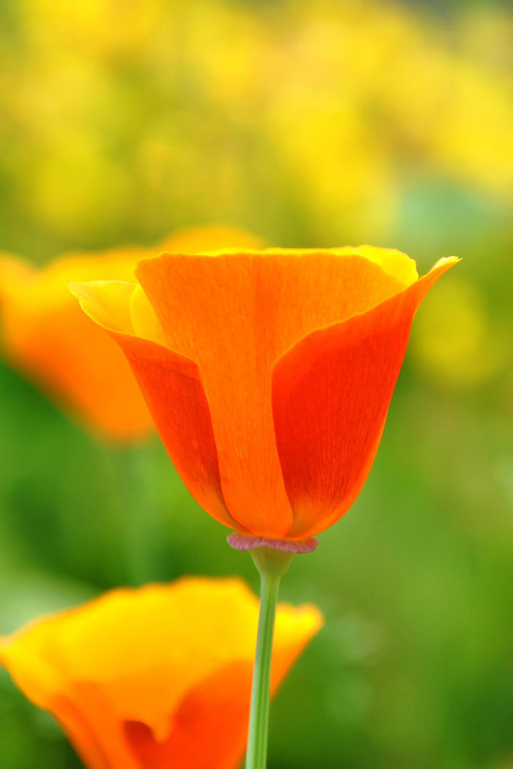 《落花时节又逢君》定档4月28日）